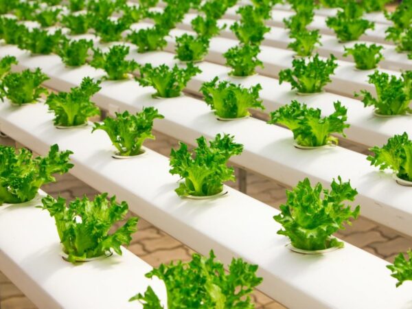 Global Hydroponic Vegetables Market