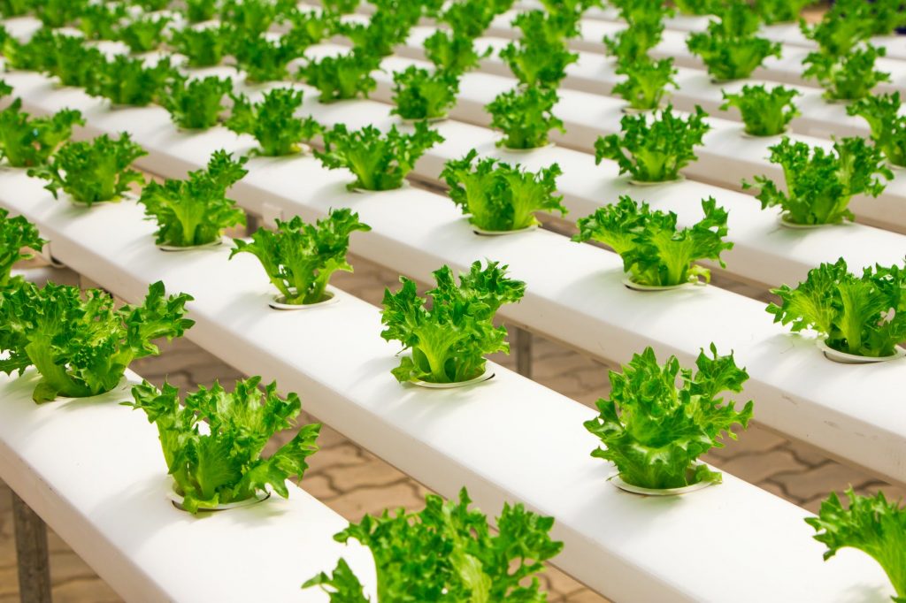 Global Hydroponic Vegetables Market